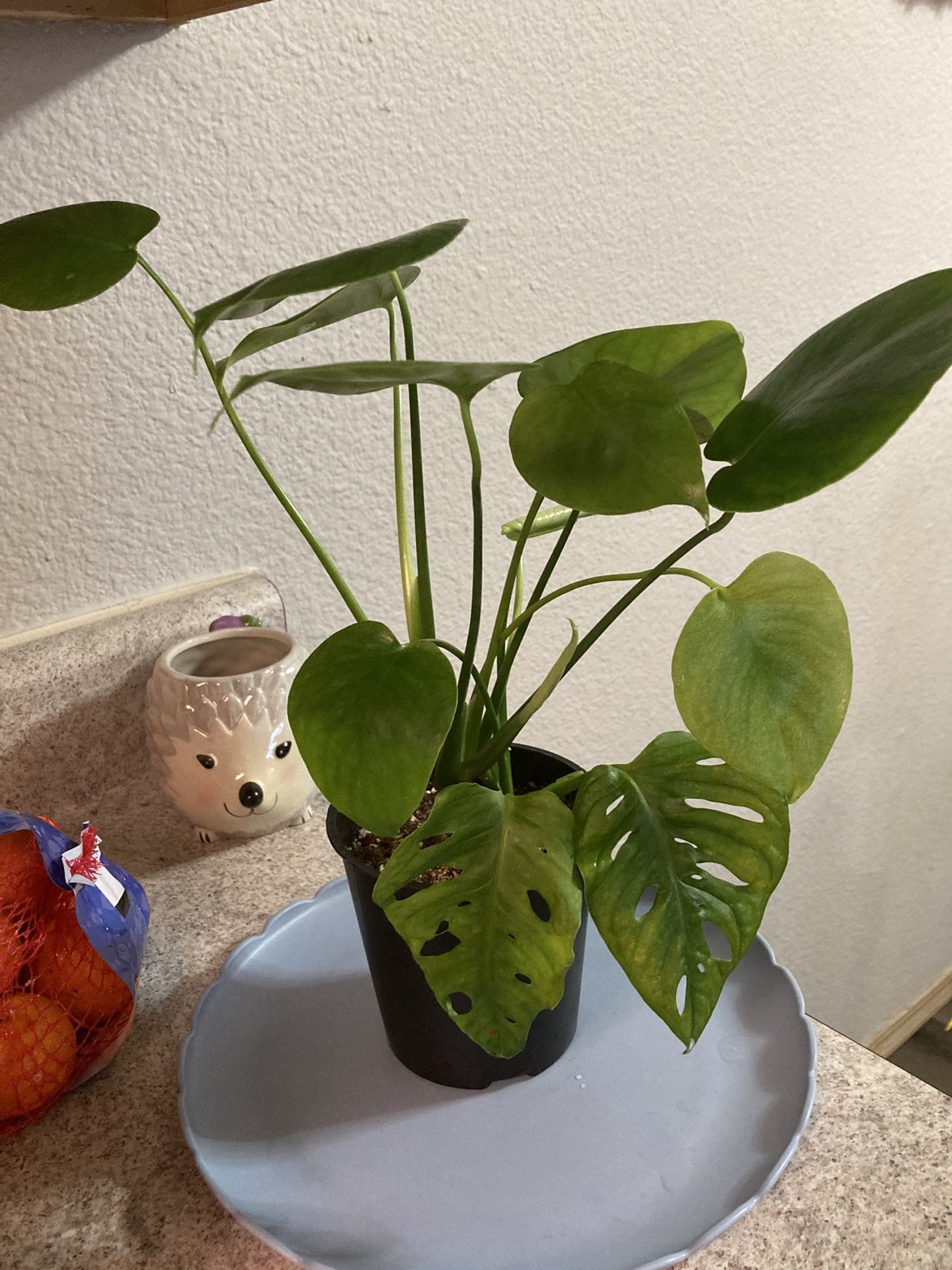 2 Small Monstera Deliciosa With A Monstera Adansonii