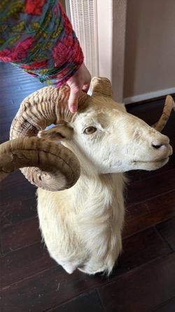 Texas Dall sheep