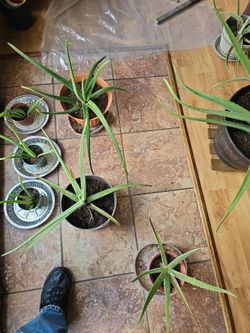 Aloe Vera Plant