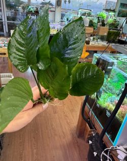 XL Anubias Aquatic Plant - Epipyte Aquarium Plant For Aquascape Planted Fish Tank