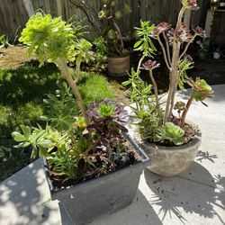 Large Beautiful Succulent Planters