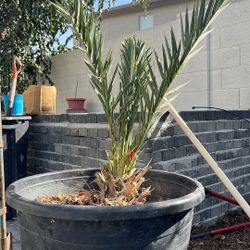 Maturing Date Palm Tree