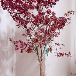 Japanese Bloodgood Maple Tree