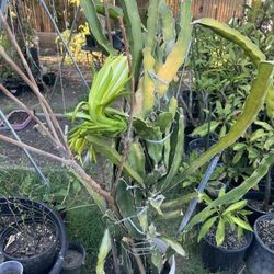 Dragon Fruit