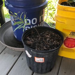 BLACK WALNUT SAPLINGS