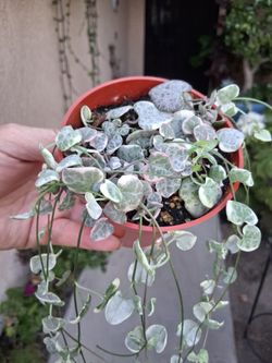 Variegated Strings of Hearts Plant $18