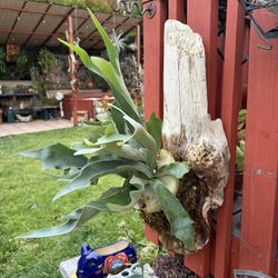 Beautiful Huge Driftwood Piece  With Healthy Staghorn Fern 