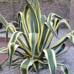 $5 Each Agave americana 'Marginata' cuttings
