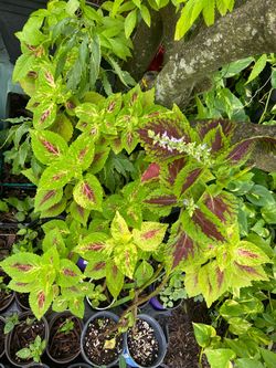 *$2 to $5* Coleus Plants - Plant Info Below🔻