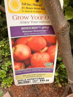 3 Young Fruiting Apple Trees
