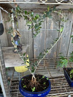 Bonsai plant for sale $40 each Bonsai plant for sale $40 each