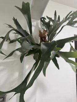 Staghorn Fern