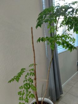 China Doll - 5 Gallon