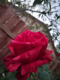 Rose trees.