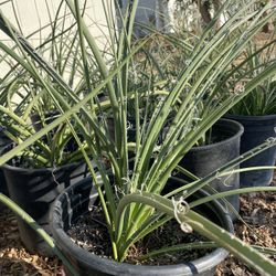 Spring Special! Red Yucca 3.5 Gal, Compare To $30 at Home Depot