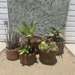 Potted Succulents 