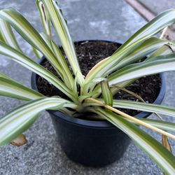 Spider Plant 6” Pot