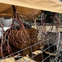 Reptile , Bird And Aquarium Branches