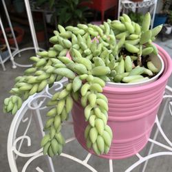 Donkey’s Tail In Pink Ceramic Pot