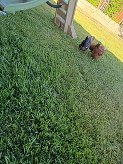 Gallinas