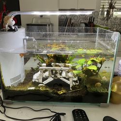 Fish tank, Guppy, and filters