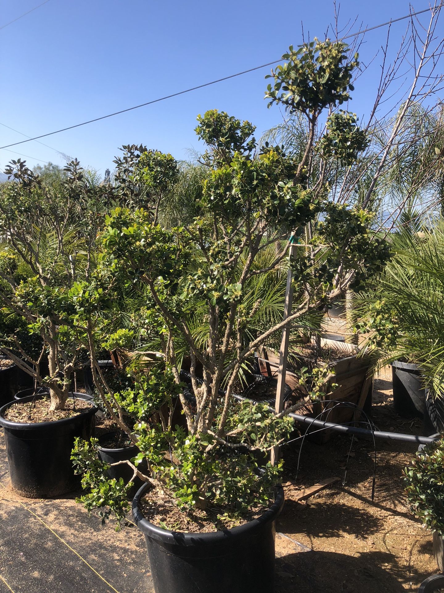 Boxwood Topiary Bonsai 