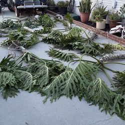 Plants