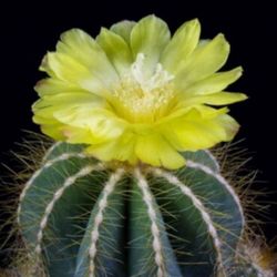 Yellow Balloon Cactus 🌵🌼