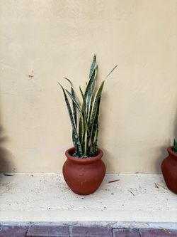 Snake plant pot