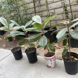 Loquat Exotic Fruit 