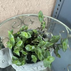 HERMOSAS PLANTAS NATURALES “TRADESCANTIA PLANT 