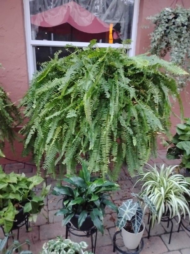 Plants. Fern And Baby Spiders