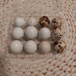Quail Eggs.  FAIR OAKS