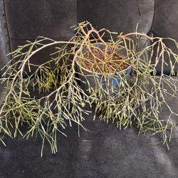 Rhipsalis Or Mistletoe Cactus House Plant