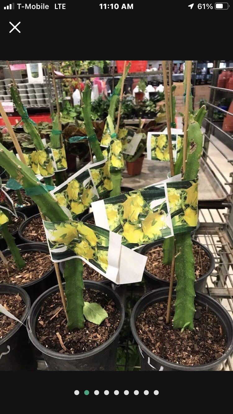 Colomban Yellow Dragon Fruit Seedling Plant