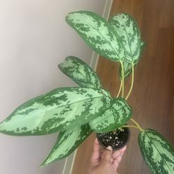 Aglaonema Chinese Evergreen plant ( silver queen) in 4” pot