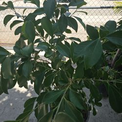 NICE GREEN FOLIAGE 