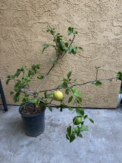 Yellow lemon
