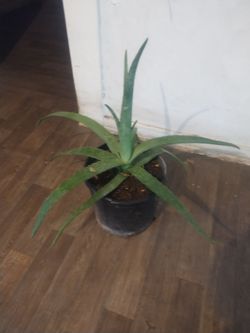 Aloe vera plant