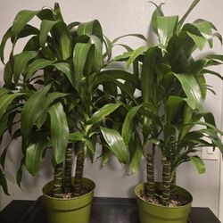 Dracaena Janet/ Core Plant 3ft Tall