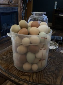 Fresh Organic Farm Eggs 