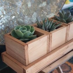 Medium Size Succulent Perfect For Kitchen Decor
