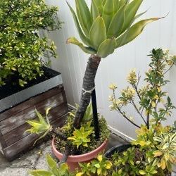 8 Gallon Plants , $50 Or Best Offer