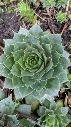 Different size succulents