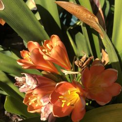 Beautiful Potted Flowering Plants Bushes