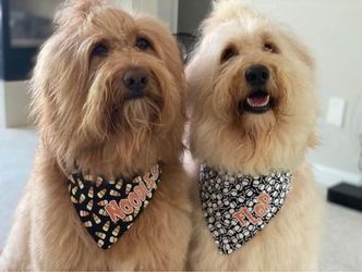 Halloween Bandanas - Over The Collar