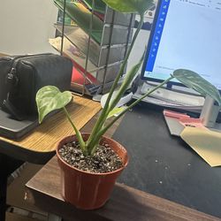 Monstera Thai Constellation 