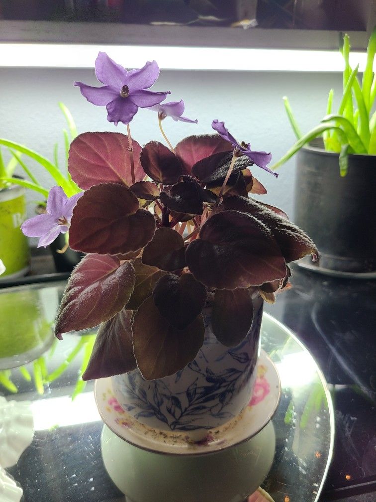 Rare Weeping African Violet