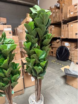 Artificial Rubber Plant ( 59 in & 74 in)