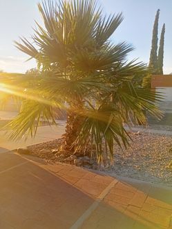 Free palm tree U-Pull